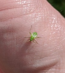 Closterotomus norwegicus