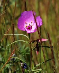 Clarkia arcuata