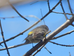 Setophaga coronata