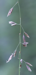 Poa glauca