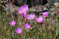 Clarkia arcuata