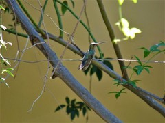 Cynanthus latirostris