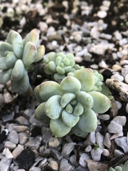 Sedum clavatum