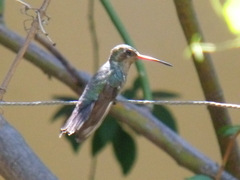 Cynanthus latirostris