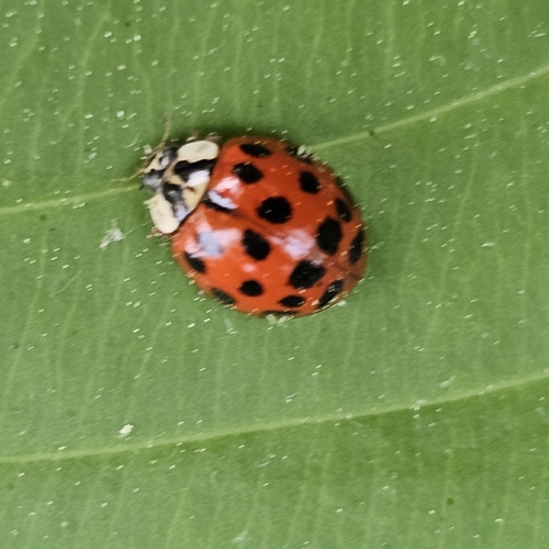 Asian Lady Beetle