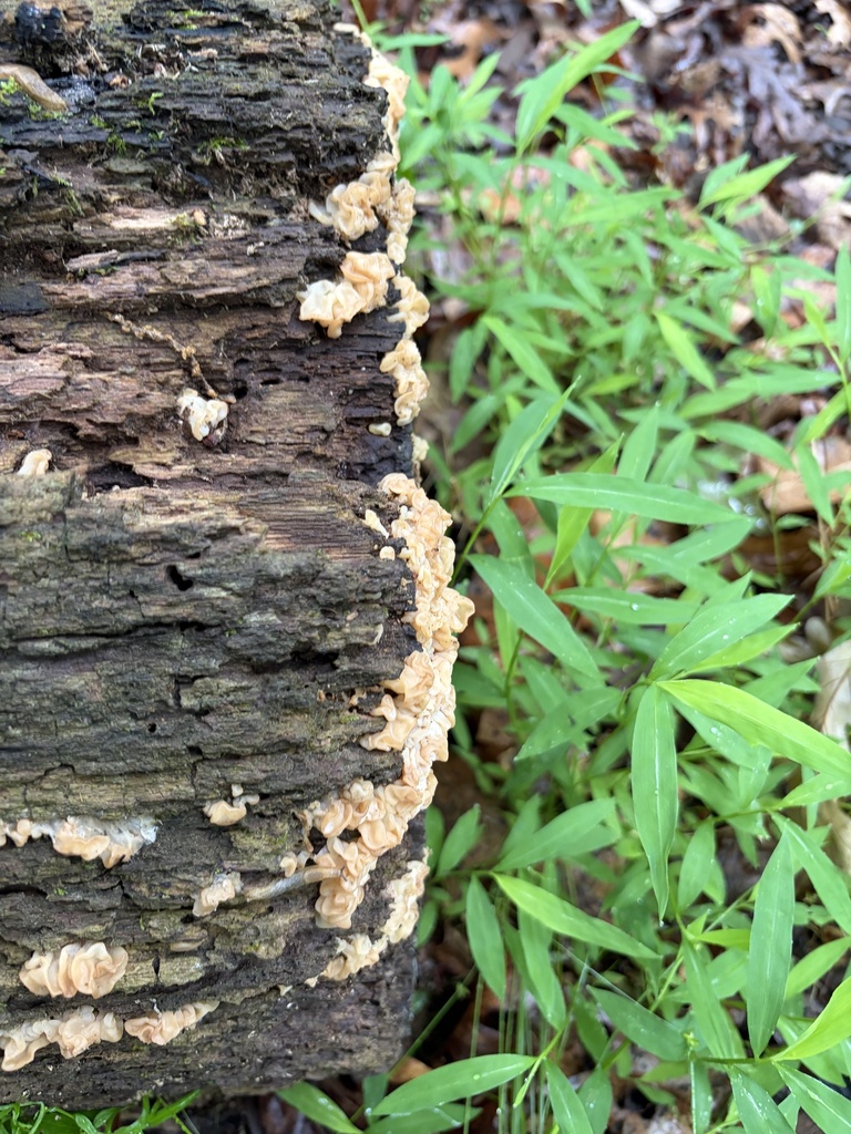 white jelly fungus · June 2026 · photo: Photo: (c) Julie Travaglini, some rights reserved (CC BY) · iNaturalist