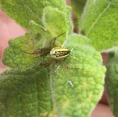 Cricket-bat Orbweaver