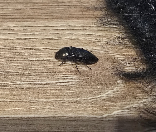 green click beetle