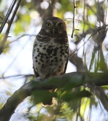 Glaucidium capense scheffleri