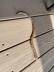 Ophichthus puncticeps