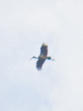 Black Stork