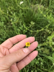Crepis pulchra