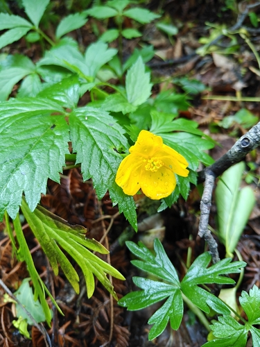 Hylomecon vernalis, photograph 1