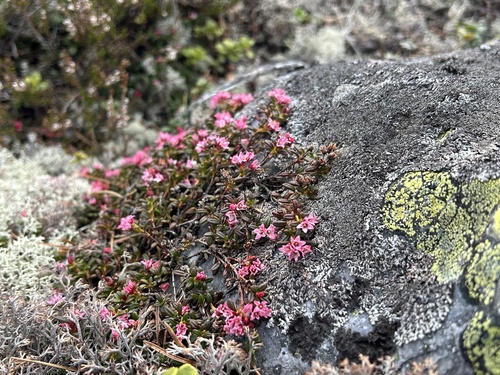 alpine azalea