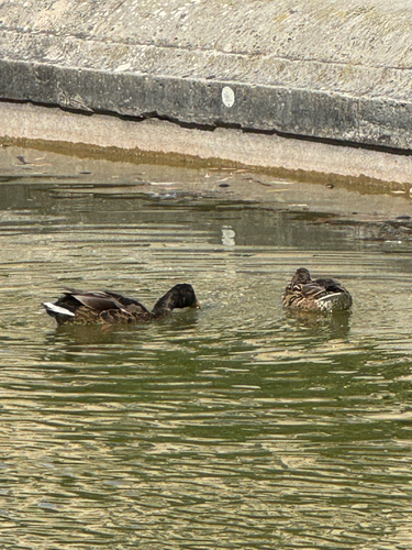 Mallard