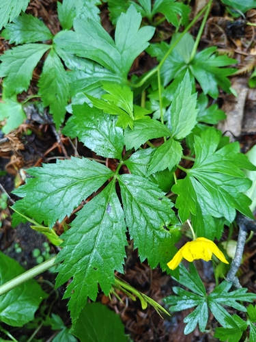Hylomecon vernalis, photograph 2