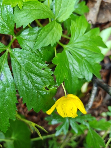Hylomecon vernalis, photograph 3