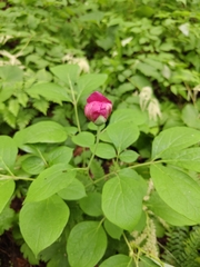 (c) Фёдор, some rights reserved (CC BY) Paeonia obovata, photograph (c) Фёдор, some rights reserved (CC BY)
