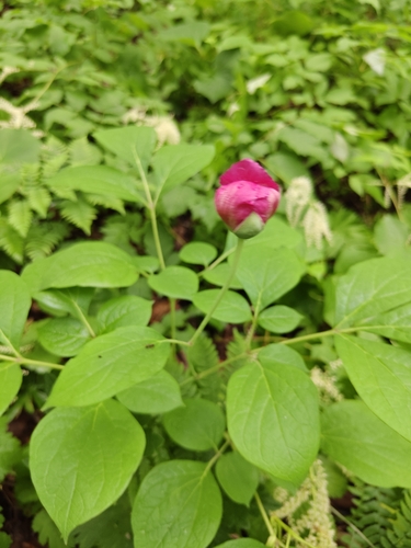 Paeonia obovata, photograph 6