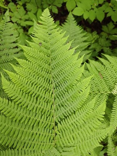 Athyrium rubripes, photograph 4