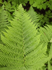 Athyrium rubripes, photograph (c) Фёдор, some rights reserved (CC BY)