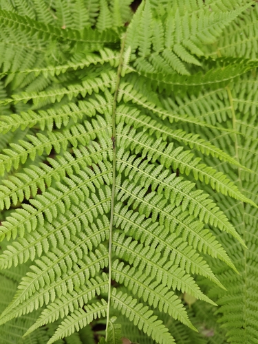 Athyrium rubripes, photograph 5