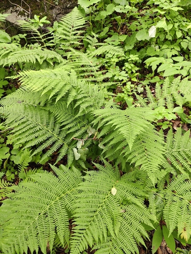Athyrium rubripes, photograph 6