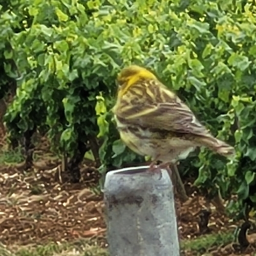 European Serin