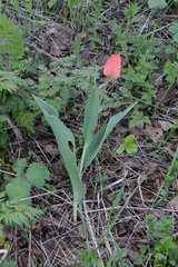 Tulipa gesneriana
