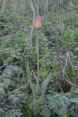 Tulipa gesneriana