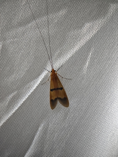 Macrostemum fastosum