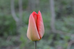 Tulipa gesneriana