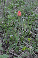 Tulipa gesneriana