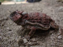 Phrynosoma braconnieri