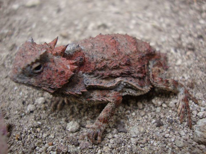 Short-tail Horned Lizard