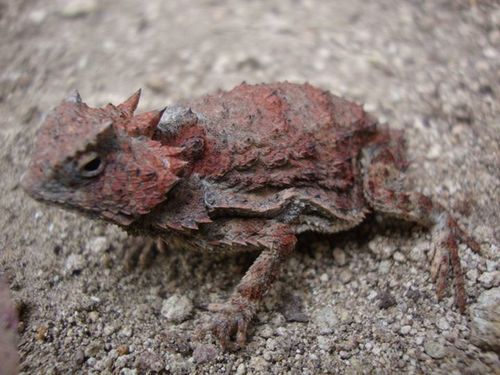 Short-tail Horned Lizard