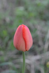 Tulipa gesneriana