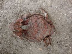 Phrynosoma braconnieri