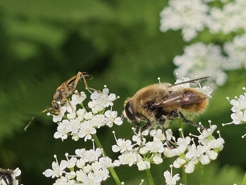 Narcissus Bulb Fly