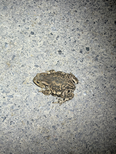 Asiatic Toad