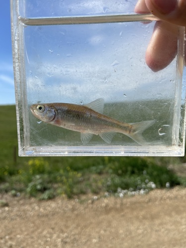 Common Shiner