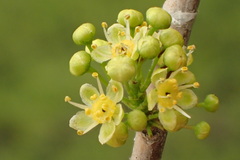 Olea europaea europaea