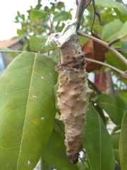 Cryptothelea gloverii