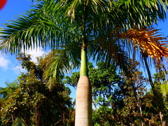 Roystonea borinquena