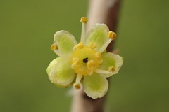 Olea europaea europaea