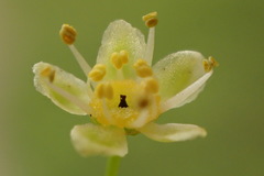 Olea europaea europaea