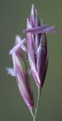 Poa glauca