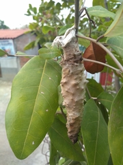 Cryptothelea gloverii