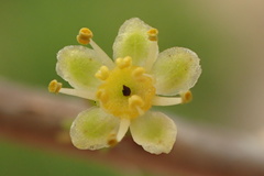 Olea europaea europaea