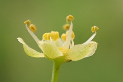 Olea europaea europaea